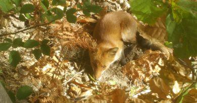 fox corsica