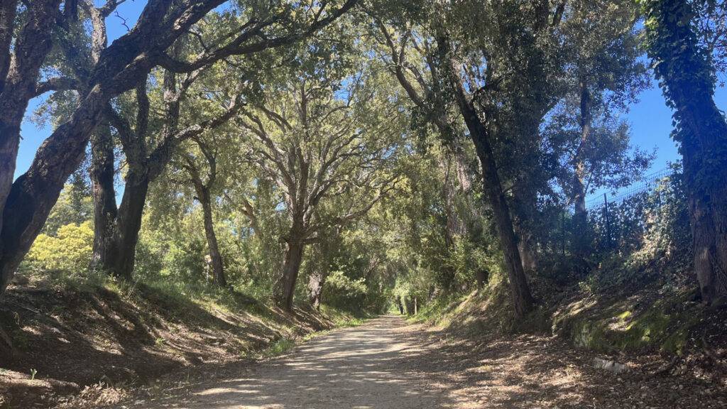 Spassiverde path between San Nicolao (Paddulella) and Cervione (Prunete)