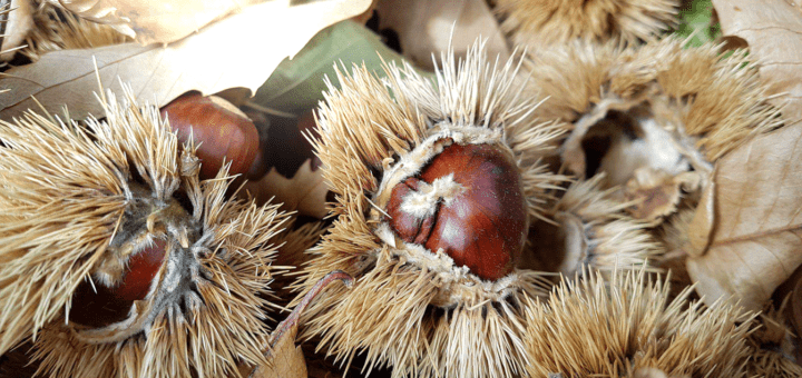 Picture of chestnuts in Corsica
