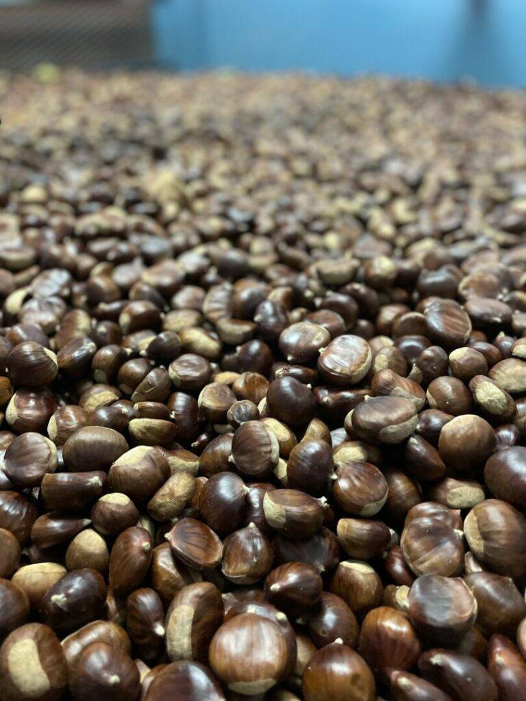 Chestnuts harvest in L'Acqualina, Felce, Corsica, in 2022.