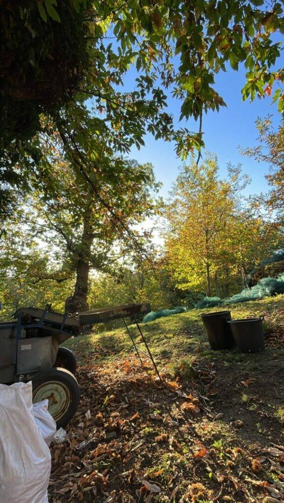 View of the field used by l'Acqualina to harvest chestnuts in Felce, Corsica.